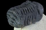 Bargain, Morocops Trilobite - Visible Eye Facets #92207-4